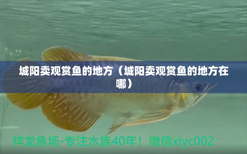 城陽賣觀賞魚的地方（城陽賣觀賞魚的地方在哪）