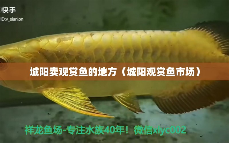 城陽賣觀賞魚的地方（城陽觀賞魚市場）