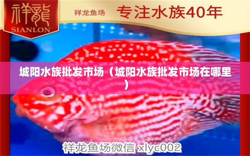 城陽水族批發(fā)市場（城陽水族批發(fā)市場在哪里）