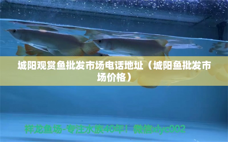 城陽觀賞魚批發(fā)市場(chǎng)電話地址（城陽魚批發(fā)市場(chǎng)價(jià)格） 觀賞魚批發(fā)