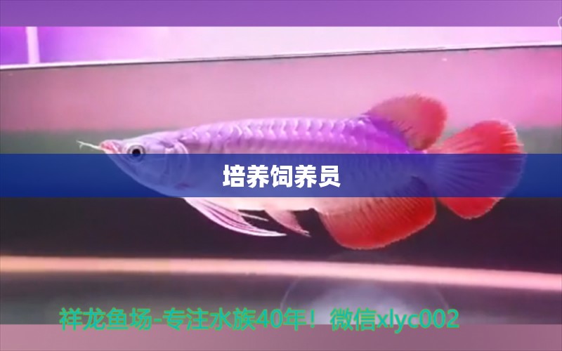 培養(yǎng)飼養(yǎng)員 和尚魚 第1張