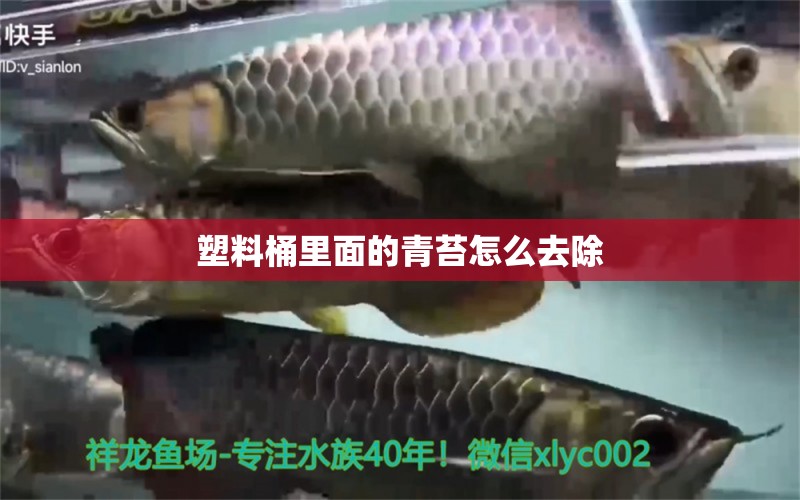 塑料桶里面的青苔怎么去除 野彩魚