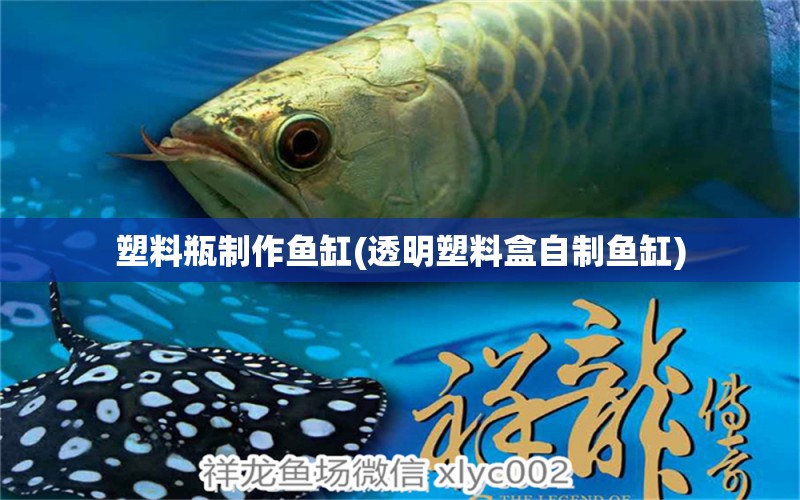 塑料瓶制作魚缸(透明塑料盒自制魚缸) 觀賞魚市場