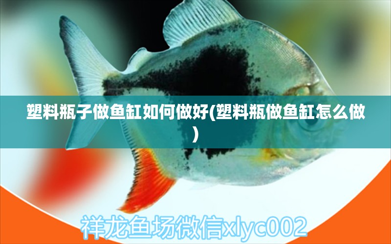 塑料瓶子做魚缸如何做好(塑料瓶做魚缸怎么做) 金老虎魚