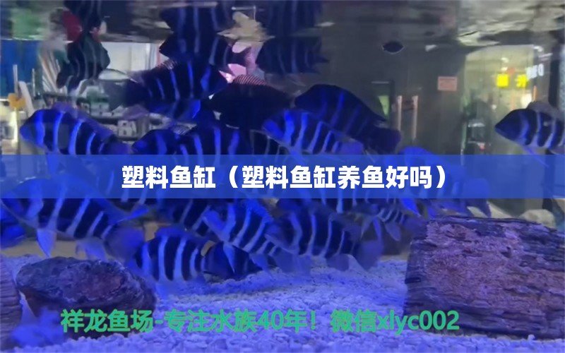 塑料魚缸（塑料魚缸養(yǎng)魚好嗎） 祥龍水族醫(yī)院