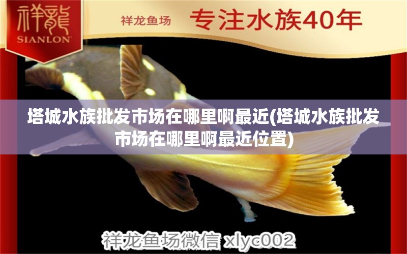 塔城水族批發(fā)市場在哪里啊最近(塔城水族批發(fā)市場在哪里啊最近位置) 觀賞魚水族批發(fā)市場