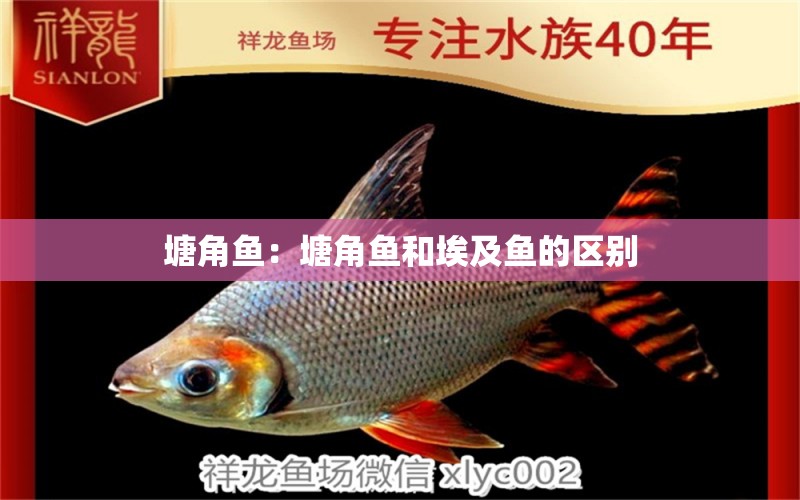 塘角魚：塘角魚和埃及魚的區(qū)別