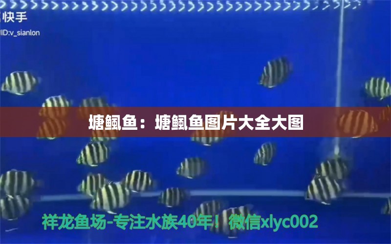 塘鲺魚：塘鲺魚圖片大全大圖 廣州龍魚批發(fā)市場