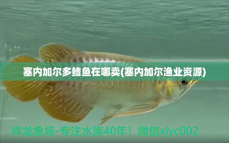 塞內(nèi)加爾多鰭魚在哪賣(塞內(nèi)加爾漁業(yè)資源)