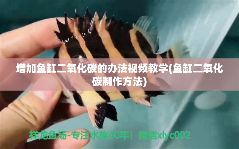 增加魚(yú)缸二氧化碳的辦法視頻教學(xué)(魚(yú)缸二氧化碳制作方法) 二氧化碳設(shè)備