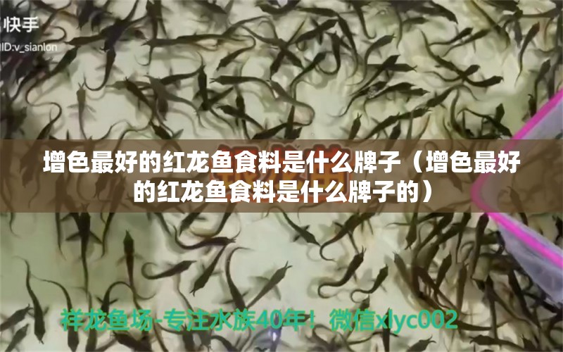 增色最好的紅龍魚(yú)食料是什么牌子（增色最好的紅龍魚(yú)食料是什么牌子的）