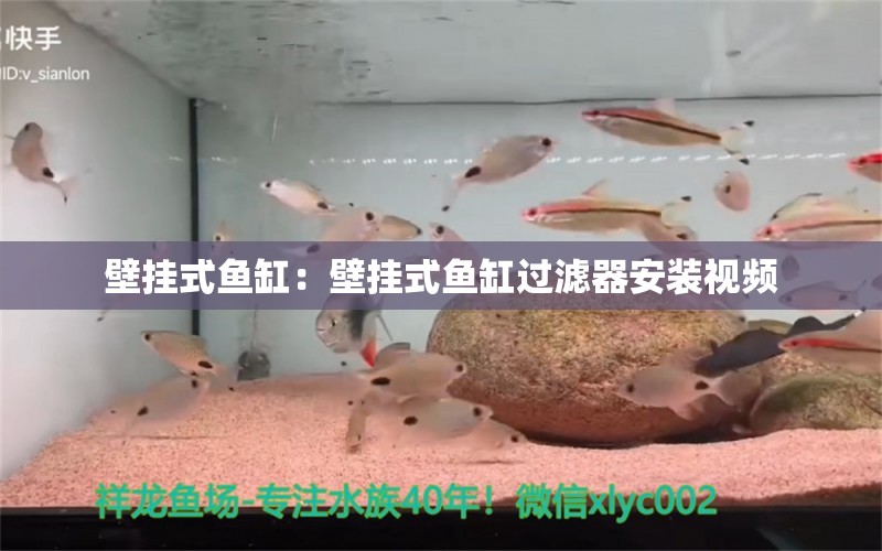 壁掛式魚缸：壁掛式魚缸過濾器安裝視頻 觀賞魚