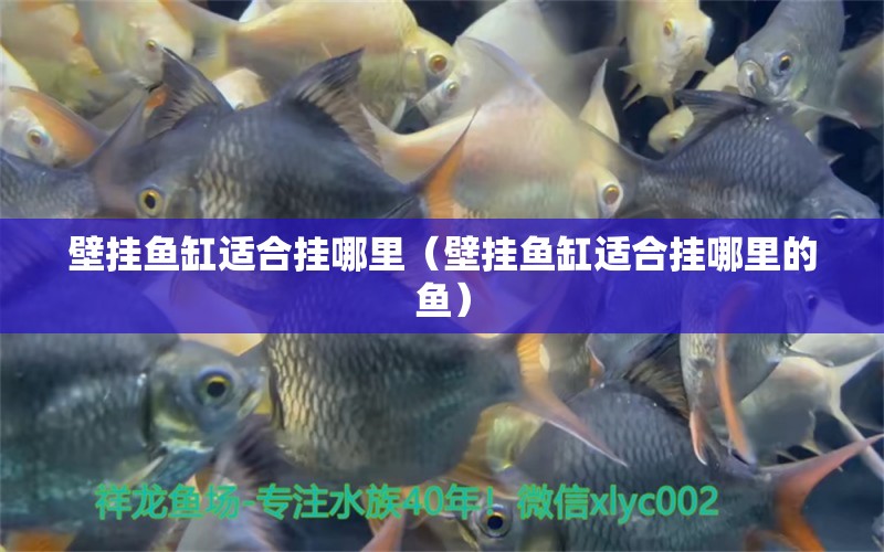 壁掛魚缸適合掛哪里（壁掛魚缸適合掛哪里的魚）