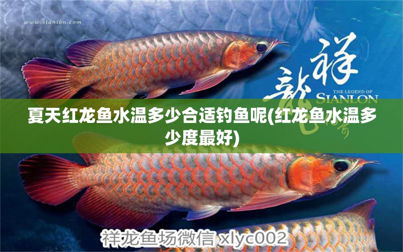 夏天紅龍魚水溫多少合適釣魚呢(紅龍魚水溫多少度最好) 垂釣樂園