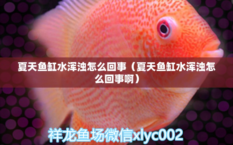 夏天魚缸水渾濁怎么回事（夏天魚缸水渾濁怎么回事?。? title=