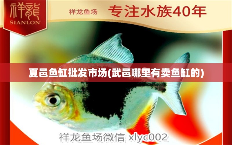 夏邑魚缸批發(fā)市場(武邑哪里有賣魚缸的) 伊巴卡魚 第2張