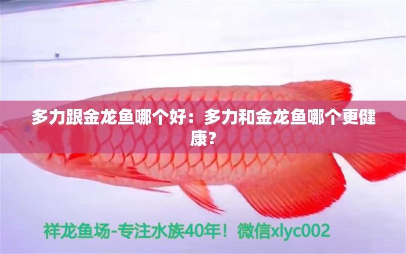 多力跟金龍魚哪個好：多力和金龍魚哪個更健康？ 水族問答 第2張