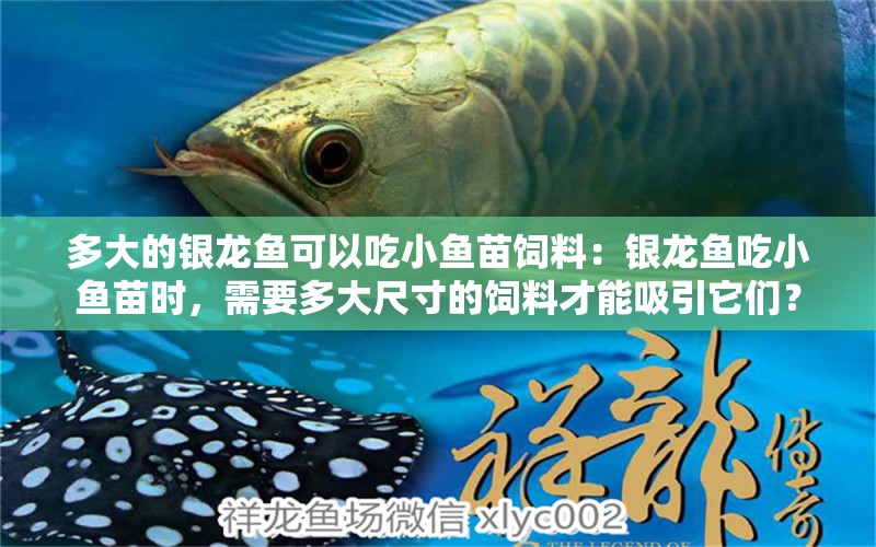 多大的銀龍魚可以吃小魚苗飼料：銀龍魚吃小魚苗時，需要多大尺寸的飼料才能吸引它們？ 水族問答 第2張