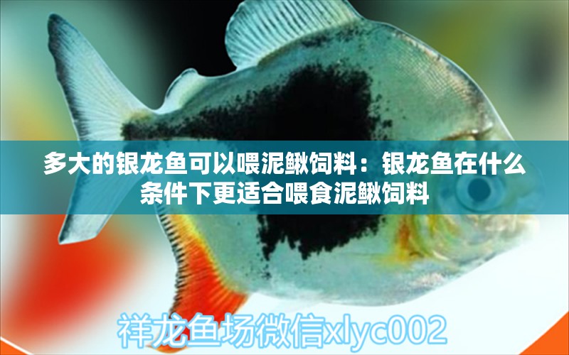 多大的銀龍魚可以喂泥鰍飼料：銀龍魚在什么條件下更適合喂食泥鰍飼料 水族問答 第2張