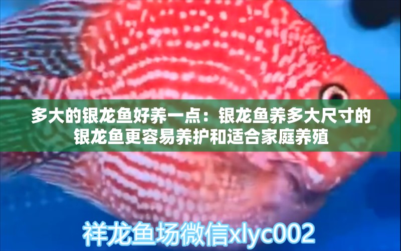 多大的銀龍魚好養(yǎng)一點(diǎn)：銀龍魚養(yǎng)多大尺寸的銀龍魚更容易養(yǎng)護(hù)和適合家庭養(yǎng)殖 水族問答 第1張