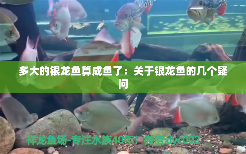 多大的銀龍魚算成魚了：關(guān)于銀龍魚的幾個(gè)疑問 水族問答 第2張