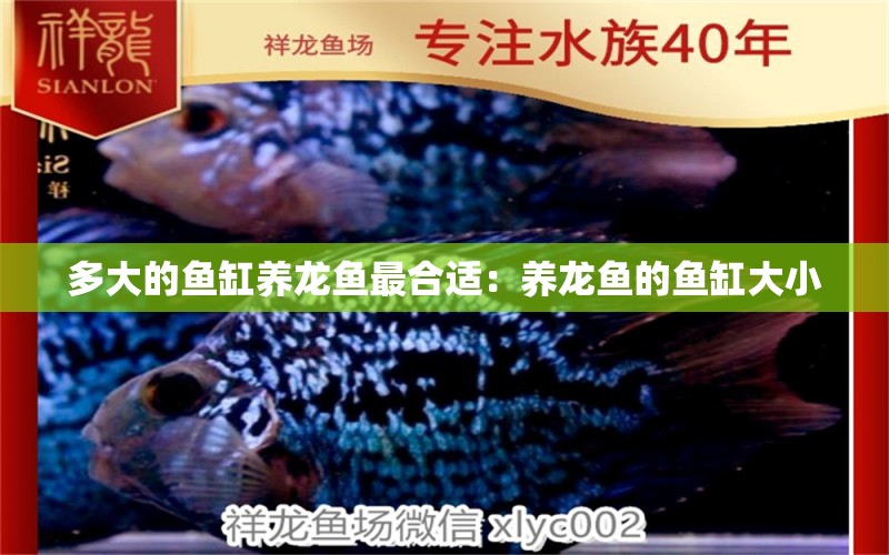 多大的魚缸養(yǎng)龍魚最合適：養(yǎng)龍魚的魚缸大小 水族問答 第2張