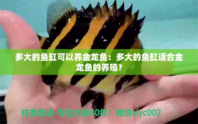 多大的魚缸可以養(yǎng)金龍魚：多大的魚缸適合金龍魚的養(yǎng)殖？ 水族問答