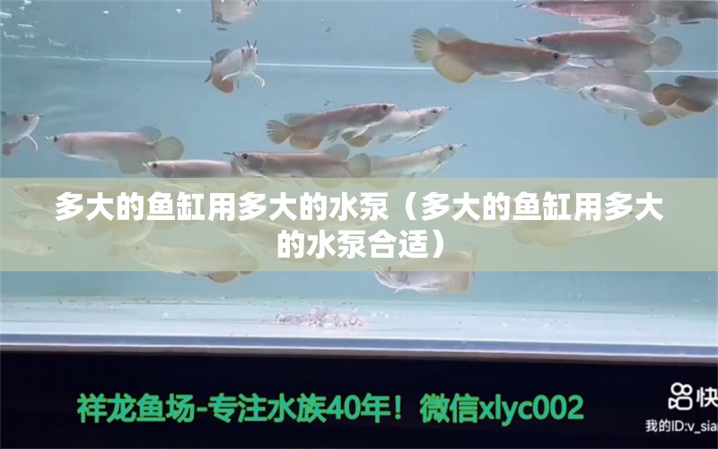 多大的魚缸用多大的水泵（多大的魚缸用多大的水泵合適）