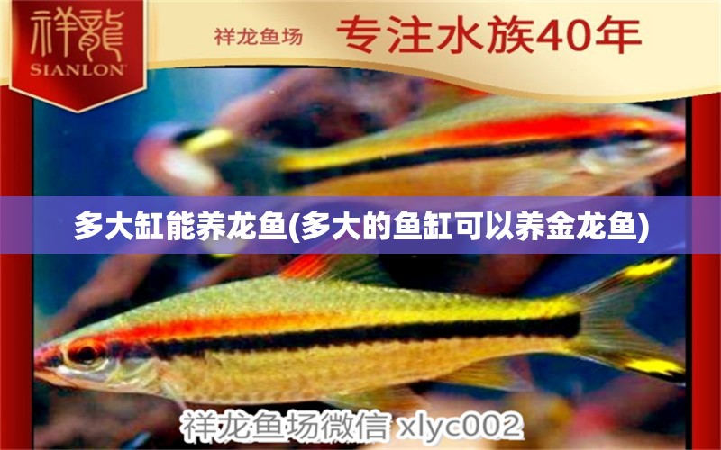 多大缸能養(yǎng)龍魚(多大的魚缸可以養(yǎng)金龍魚) 丹頂錦鯉魚