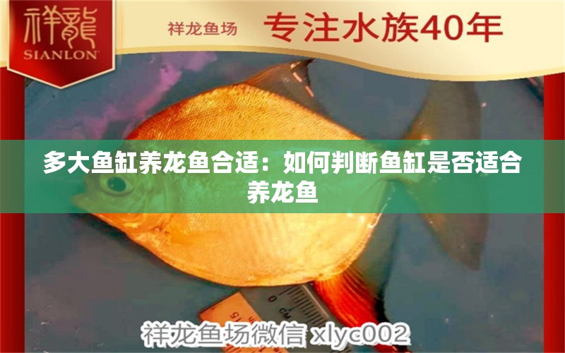 多大魚缸養(yǎng)龍魚合適：如何判斷魚缸是否適合養(yǎng)龍魚 水族問答