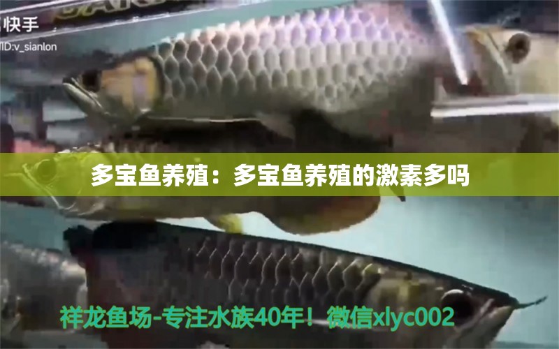 多寶魚養(yǎng)殖：多寶魚養(yǎng)殖的激素多嗎 祥龍水族醫(yī)院