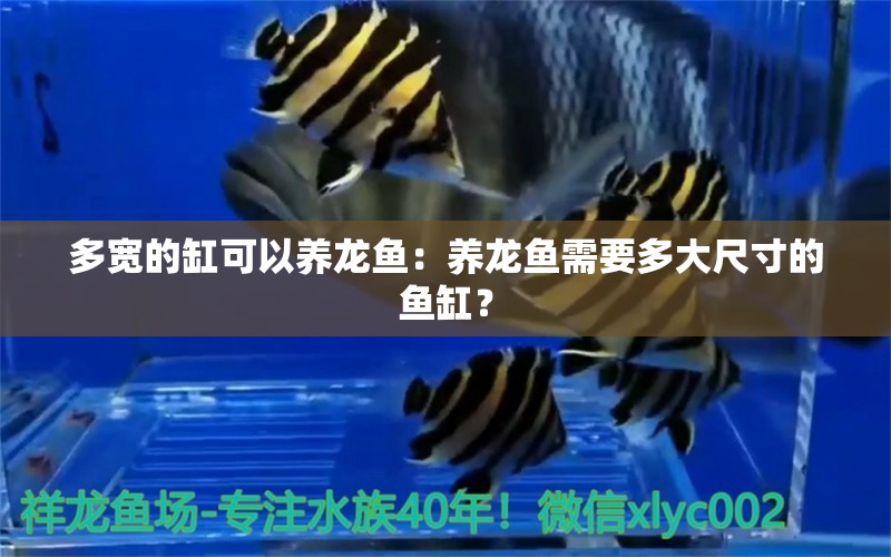 多寬的缸可以養(yǎng)龍魚：養(yǎng)龍魚需要多大尺寸的魚缸？ 水族問答 第2張