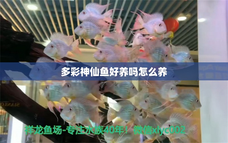 多彩神仙魚好養(yǎng)嗎怎么養(yǎng) 羅漢魚批發(fā) 第2張