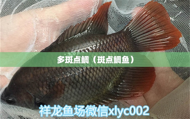 多斑點(diǎn)鯛（斑點(diǎn)鯛魚）