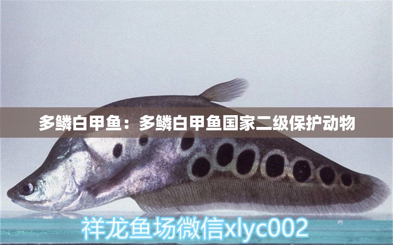 多鱗白甲魚：多鱗白甲魚國家二級保護動物