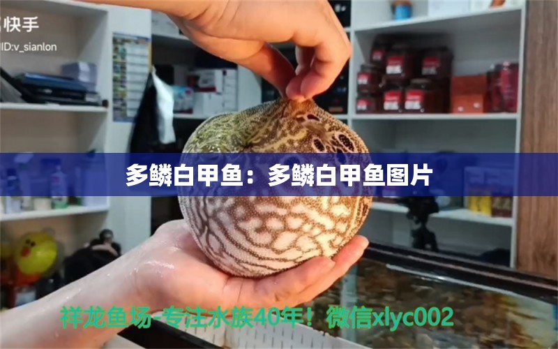 多鱗白甲魚：多鱗白甲魚圖片 生態(tài)瓶/創(chuàng)意缸/桌面微景缸