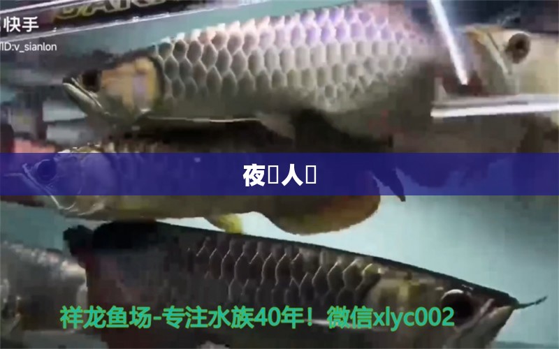 夜闌人靜 新加坡號(hào)半紅龍魚(yú)（練手級(jí)紅龍魚(yú)） 第4張