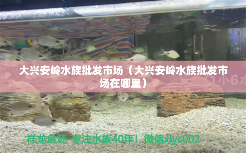 大興安嶺水族批發(fā)市場(chǎng)（大興安嶺水族批發(fā)市場(chǎng)在哪里）