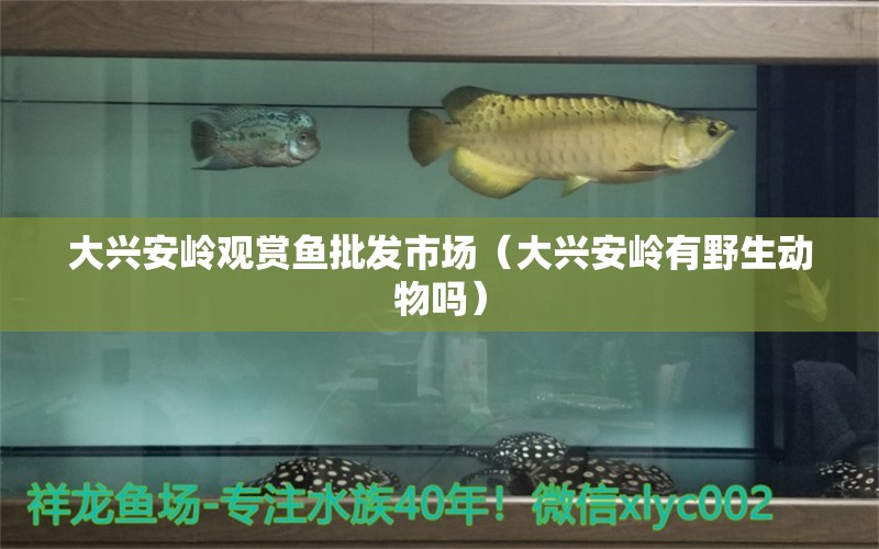 大興安嶺觀賞魚批發(fā)市場(chǎng)（大興安嶺有野生動(dòng)物嗎） 祥龍藍(lán)珀金龍魚