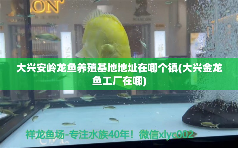 大興安嶺龍魚養(yǎng)殖基地地址在哪個(gè)鎮(zhèn)(大興金龍魚工廠在哪) 白子紅龍魚