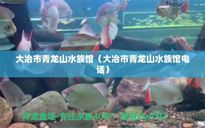 大冶市青龍山水族館（大冶市青龍山水族館電話） 全國水族館企業(yè)名錄