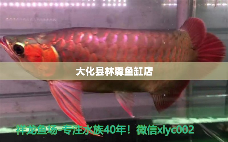 大化縣林森魚缸店 全國水族館企業(yè)名錄