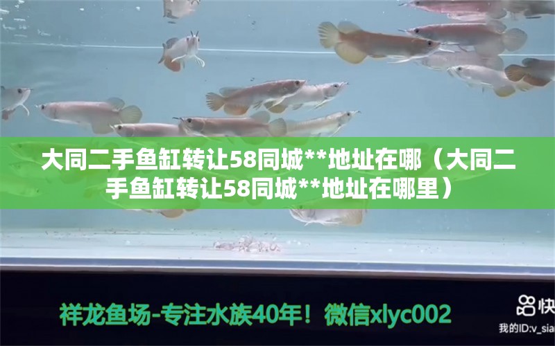 大同二手魚缸轉(zhuǎn)讓58同城**地址在哪（大同二手魚缸轉(zhuǎn)讓58同城**地址在哪里） 眼斑魚