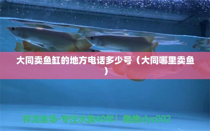 大同賣魚缸的地方電話多少號（大同哪里賣魚）