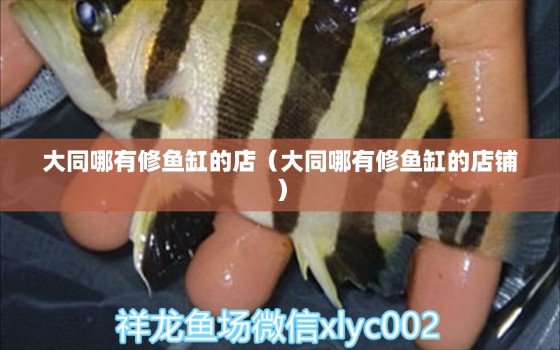 大同哪有修魚缸的店（大同哪有修魚缸的店鋪） 其他品牌魚缸