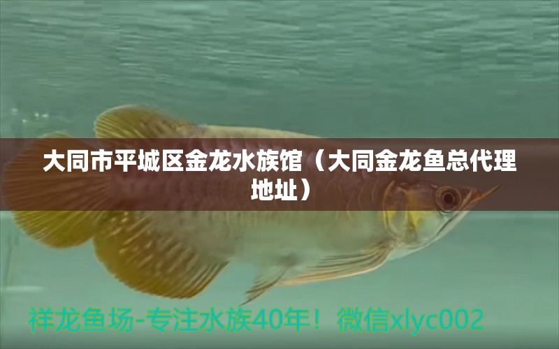 大同市平城區(qū)金龍水族館（大同金龍魚總代理地址）