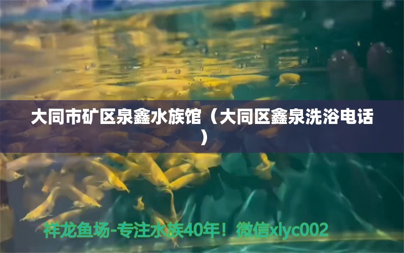 大同市礦區(qū)泉鑫水族館（大同區(qū)鑫泉洗浴電話） 全國水族館企業(yè)名錄