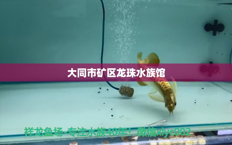 大同市礦區(qū)龍珠水族館