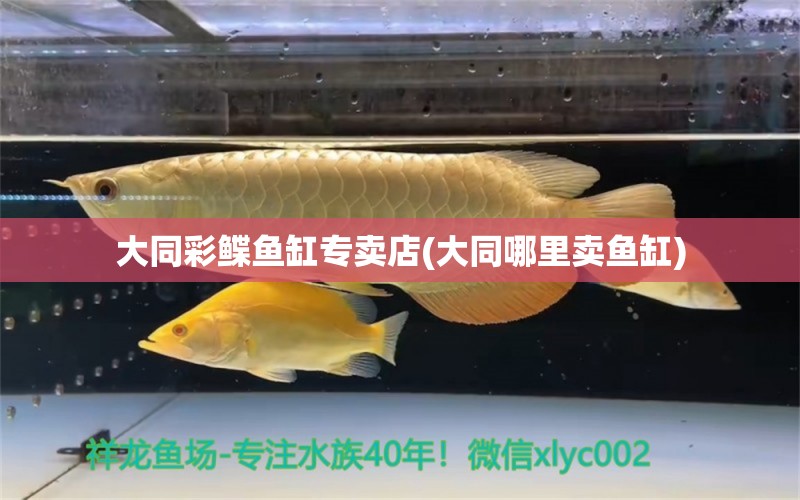 大同彩鰈魚缸專賣店(大同哪里賣魚缸) 彩鰈魚缸（彩蝶魚缸） 第1張