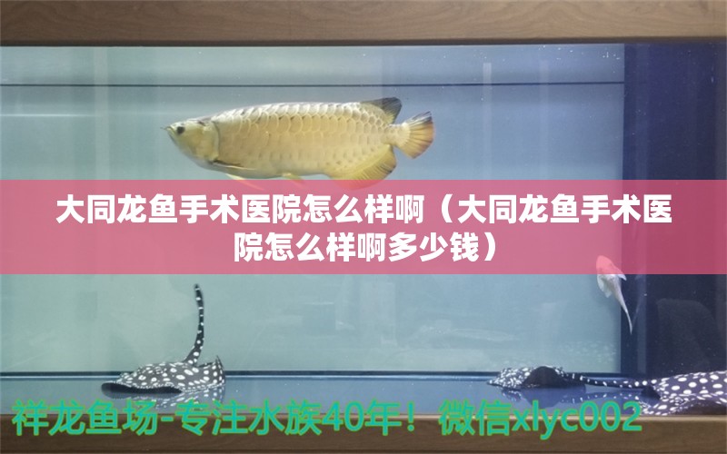 大同龍魚手術(shù)醫(yī)院怎么樣?。ù笸堲~手術(shù)醫(yī)院怎么樣啊多少錢） 量子養(yǎng)魚技術(shù)